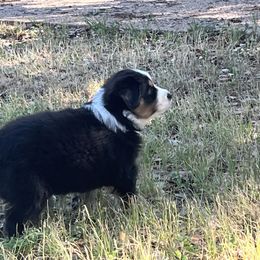 Australian Shepherd Puppies from Spicewood Mini Aussies
