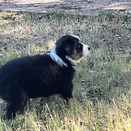 Australian Shepherd Puppies from Spicewood Mini Aussies