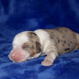 Garth Brooks - Blue merle male Miniature Australian Shepherd puppy in Godley, Texas from Bradley Kennels