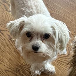 Dotty - Maltese