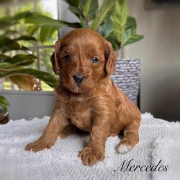 Cavapoo Puppies from Pawfect Fur Friends