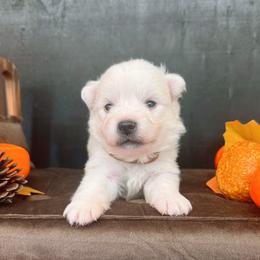 Boy 3 - male American Eskimo Dog puppy in Live Oak, Florida from Pecan Ridge Puppies