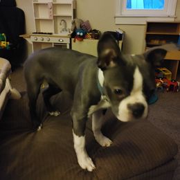 Boston Terrier Puppies from Razmom's Boston Terriers