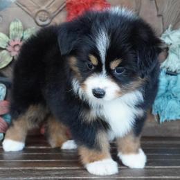 Girl 2 - Black tri female Miniature Australian Shepherd puppy in Lawton, Oklahoma from Lindsey’s Aussies