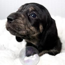 Annie🖤 - Brindle female Dachshund puppy in New Braunfels, Texas from 2 Knights Doxies