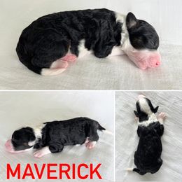 Aussiedoodle Puppies from JK Mini Doodles