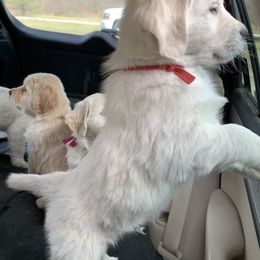 Golden Retriever Puppies from Kaczara Farm Goldens