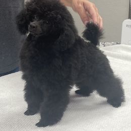 Poodle Puppies from Makays poodles