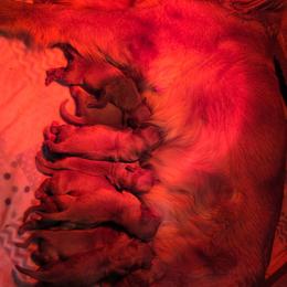 Girl 2 - Dark golden female Golden Retriever puppy in Mt Solon, Virginia from Emma's Golden Puppers