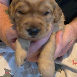 Purple girl puppy - Golden female Golden Retriever puppy in Wabash, Indiana from Glenhaven Goldens