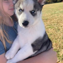 Siberian Husky Puppies from Siberian Huskies-Beckham the Great
