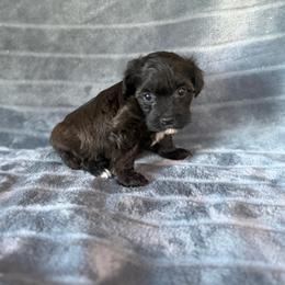 Titan - Black and white male Schnoodle puppy in Atoka, Oklahoma from Boggy Depot Cavaliers & Friends