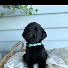Teal boy - Black male Labrador Retriever puppy in Conway, Missouri from Ozark Mountain Kennel