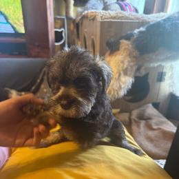 Ralphie (blue collar) - Black male Miniature Schnauzer puppy in Chicago, Illinois from Cuddly Cutts Pets