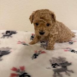 Dani - Apricot female Poodle puppy in Azle, Texas from Texas Kissed K9s