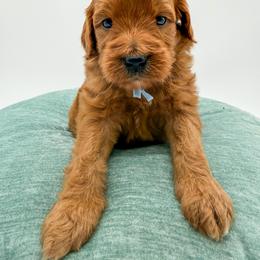 Haribo - Red  male Goldendoodle puppy in Sunman, Indiana from Brunsman Country Doodles LLC
