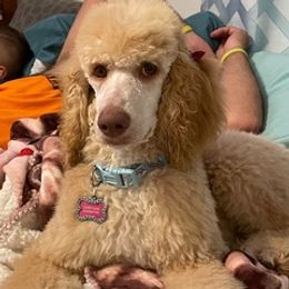 Goldendoodles from Tessa's Goldendoodles