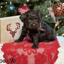 Hope (Red) - Chocolate female Australian Labradoodle puppy in Citrus Heights, California from Elite Blend Labradoodles