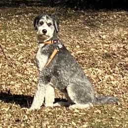 Anna - Bernedoodle