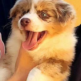 Australian Shepherd Puppies from Winsome Aussies