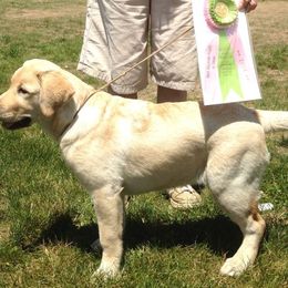 Labrador Retriever All Grown Up from Branwood Labrador Retrievers