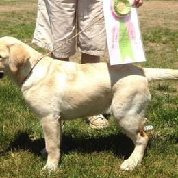 Labrador Retriever All Grown Up from Branwood Labrador Retrievers