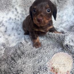 Twix - Chocolate and tan male Dachshund puppy in Lufkin, Texas from CSW Dachshunds