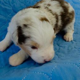 Cash - Red merle male Miniature Australian Shepherd puppy in Norco, California from Joyfulpuppies