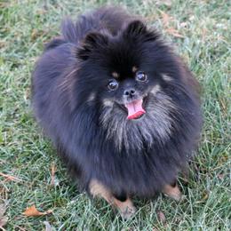 Minnie - Pomeranian