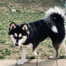 Athena - Pomsky