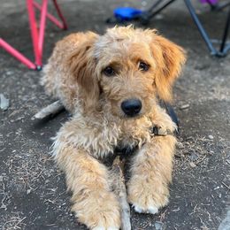 Goldendoodles from Country Kennels