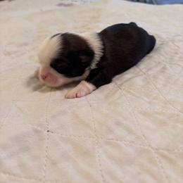 Tyler - Black and white male Shih Tzu puppy in Buffalo, New York from Irish Eyes ShihTzu