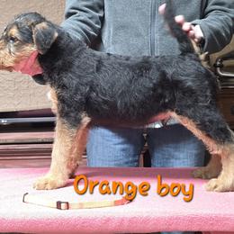 Mr Orange - Black and tan male Airedale Terrier puppy in Waco, Nebraska from Donpanaire Airedales