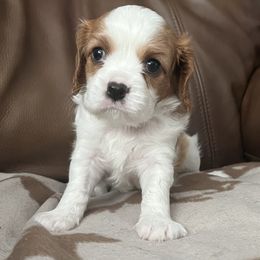 Cici - Blenheim female Cavalier King Charles Spaniel puppy in Mc Louth, Kansas from Harmony Valley Cavaliers & Havanese