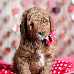 Goldendoodle Puppies from Harpers Goldendoodles on the Hill