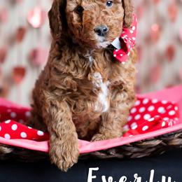 Goldendoodle Puppies from Harpers Goldendoodles on the Hill