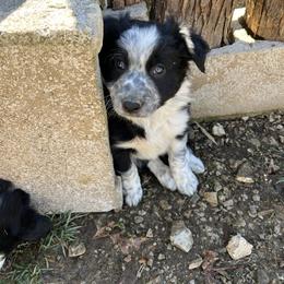 Border Collie Puppies from Roaring River Border Collies