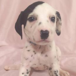 Glaceon (Sky blue collar) - White and black female Dalmatian puppy in Raymondville, Missouri from Wagner's Dalmatian's