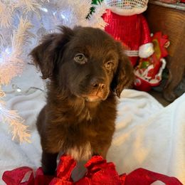 Mercedes (Purple collar) - Brown and white female Aussiedoodle puppy in Coulee City, Washington from Mr and Mrs Doodle Farm
