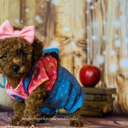Poodle Puppies from Southern Girls Poodles