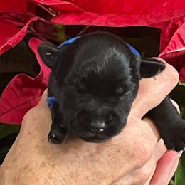 Nicolas - Black male Miniature Schnauzer puppy in Dawson, Georgia from Faith Farm Miniature Schnauzers