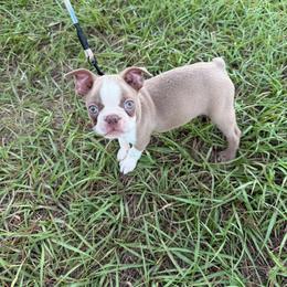Laredo - Lilac male Boston Terrier puppy in Lake City, Florida from RuckerRun Boston Terriers