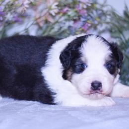 Cade - Black tri-color male Australian Shepherd puppy in Easton, Missouri from MMA Kennel