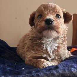 Daphney - Red  female Goldendoodle puppy in Cumberland, Rhode Island from minigoldendoodlesofRI