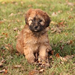 Rick - Red male Whoodle puppy in West Bend, Iowa from Blue Skies Terriers