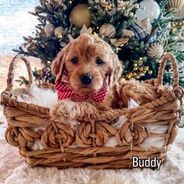 Buddy - Red  male Goldendoodle puppy in Provo, Utah from GoldenDoodle Express