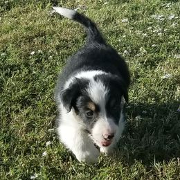 Border Collie Puppies from Bond Border Collies