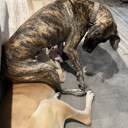 Maya - Brindle female Great Dane puppy in Saint Leonard, Maryland from Ginger Danes