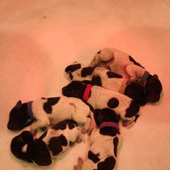 Deutsch-Drahthaar Puppies from vom Cornerstone