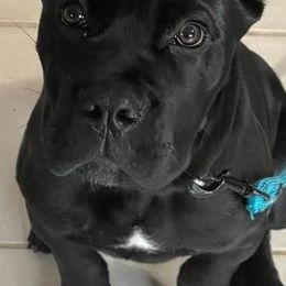 Cane Corso from Winter Cane Corso's